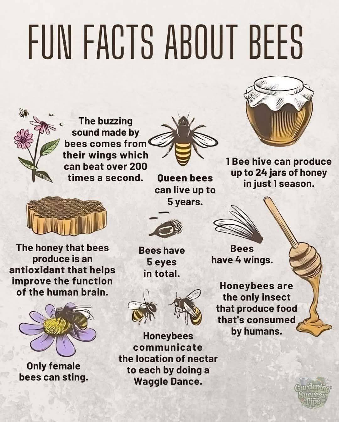 Fun facts about bees
