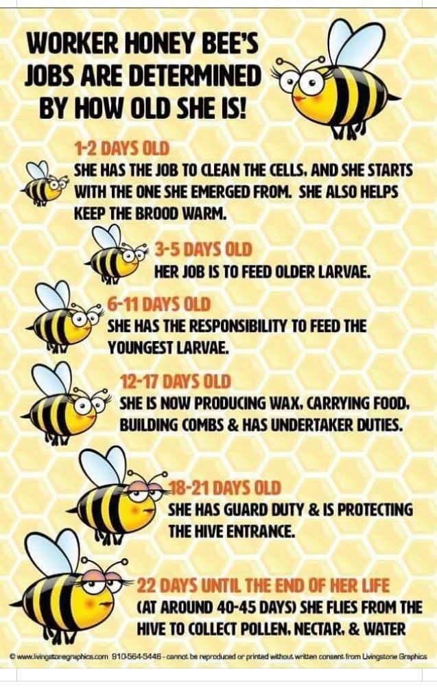 Bee lifecycle and jobs education