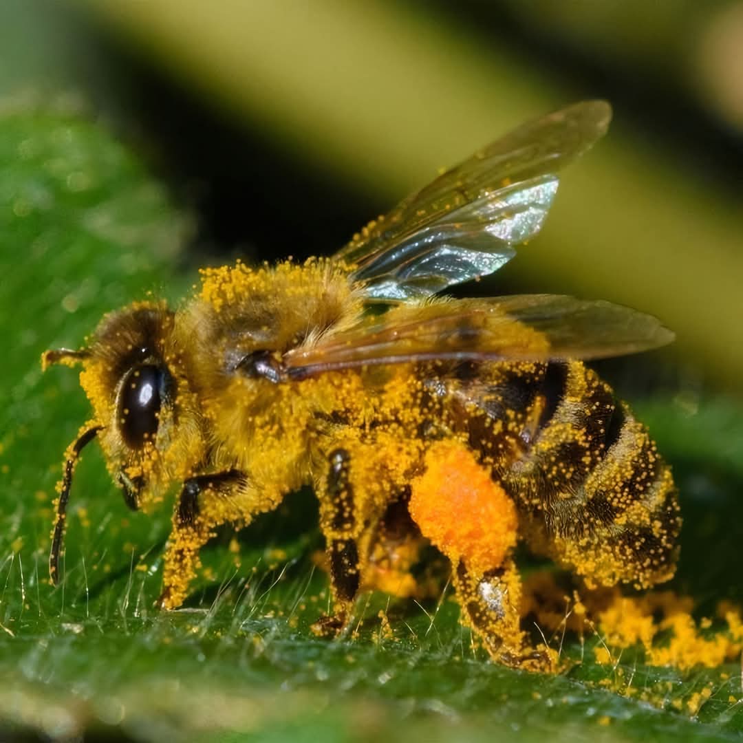 Bee covered in pollen
