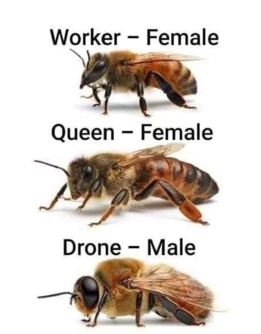Different types of bees